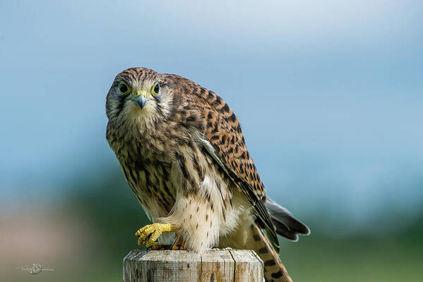 Kestrel Art Print featuring the photograph A beautiful young kestrel looking behind you by Torbjorn Swenelius