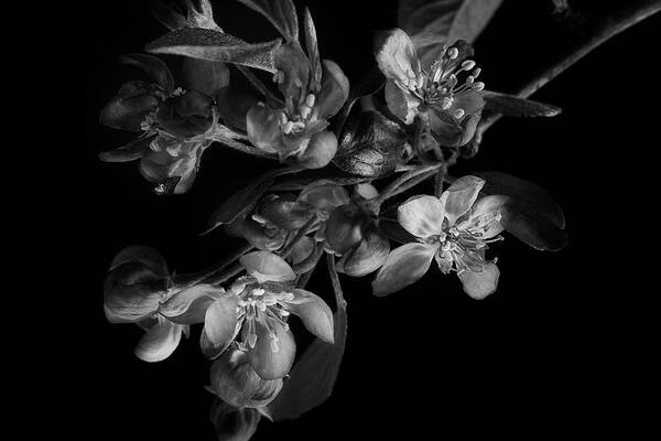 Flower Art Print featuring the photograph A Black And White Spring by Mike Eingle