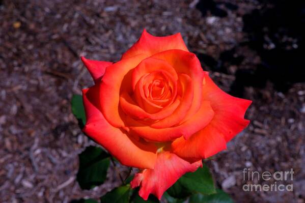 Rose Art Print featuring the photograph A burst of sunny beauty. by David Bishop