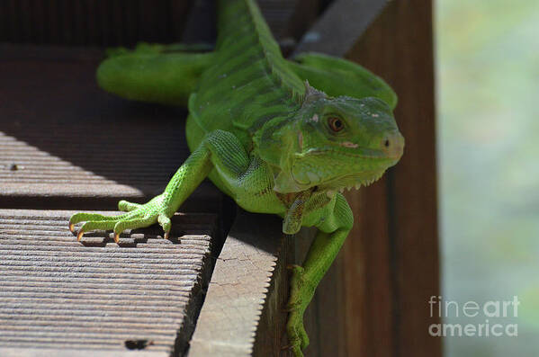 Iguana Art Print featuring the photograph A Close Look at a Green Iguana by DejaVu Designs