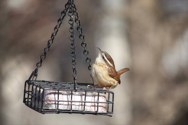 Wren Art Print featuring the photograph A Cute Little Wren by Diane Lindon Coy