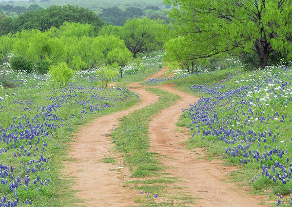 Texas Art Print featuring the photograph A dirt road lined by Blue Bonnets of Texas by Usha Peddamatham