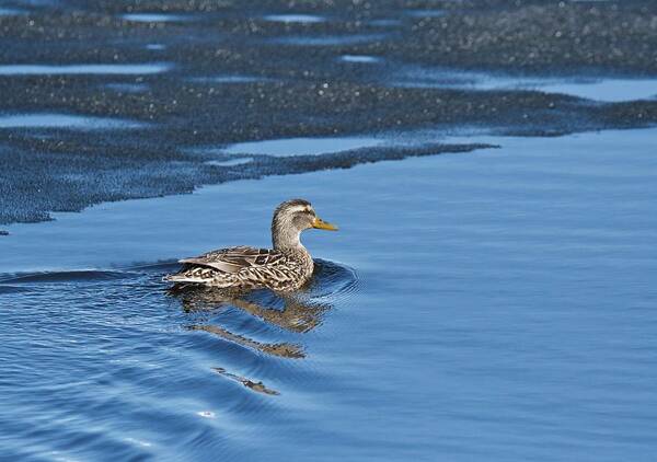 Duck Art Print featuring the photograph A Female Mallard in Thunder Bay by Michael Peychich