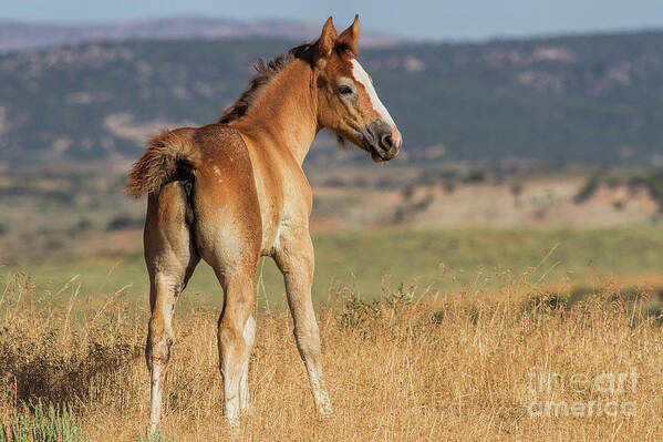 Foal Art Print featuring the photograph A Fancy Filly by Jim Garrison
