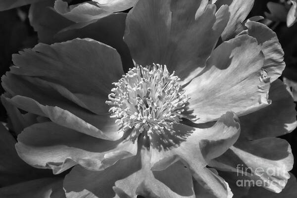  Black & White Art Print featuring the photograph A Flower Of The Heart by Marcia Lee Jones