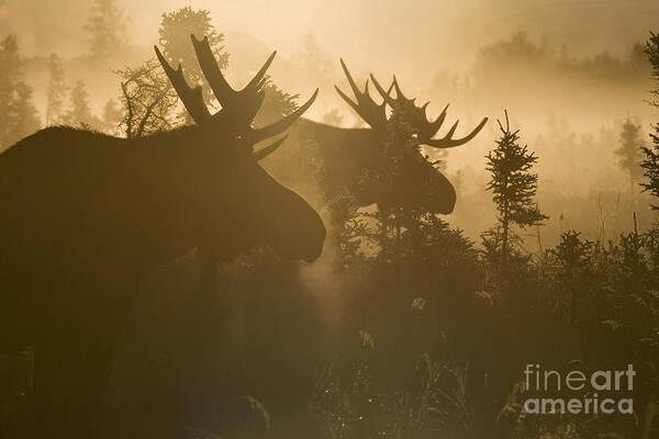 Moose Art Print featuring the photograph A Foggy Morning by Tim Grams