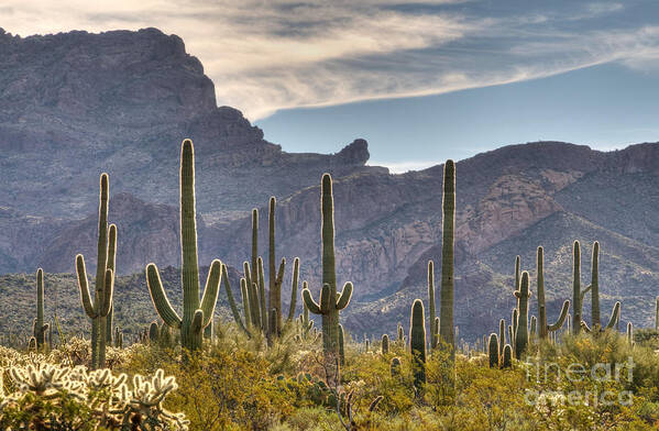 Saguaro Art Print featuring the photograph A Forest of Saguaro Cacti by Vivian Christopher
