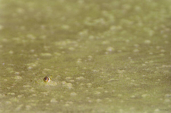 Amphibian Art Print featuring the photograph A Frogs Eye in Pond Muck by John Harmon