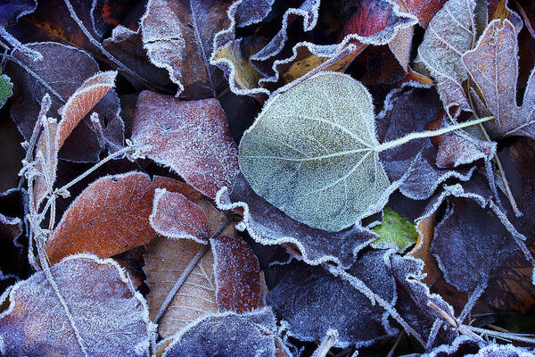 Leaves Art Print featuring the photograph A Frosty November Morning by Mike Eingle