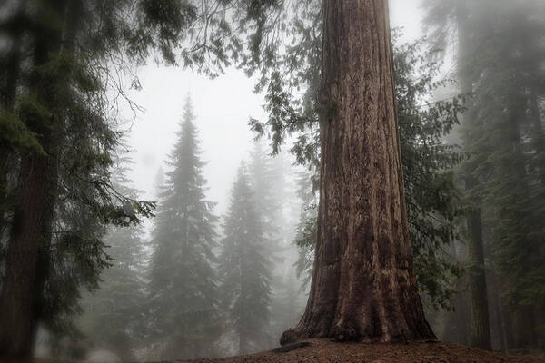 Sequoias Art Print featuring the photograph A Giant in the Fog by Belinda Greb