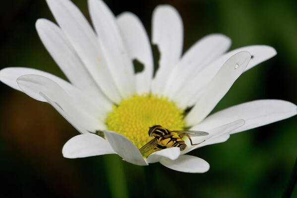 Nature Art Print featuring the photograph A Hoverfly and a Daisy by Elena Perelman