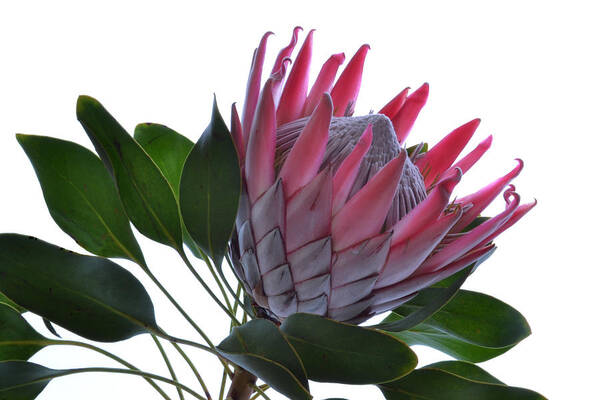 Protea Flower Art Print featuring the photograph A King From Africa. by Terence Davis