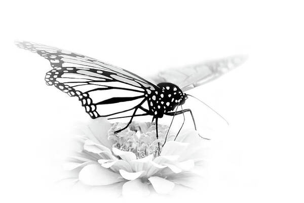 Light Touch Art Print featuring the photograph A Light Touch - Butterfly by Nikolyn McDonald