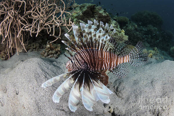 Indonesia Art Print featuring the photograph A Lionfish Swims On A Reef In Komodo by Ethan Daniels