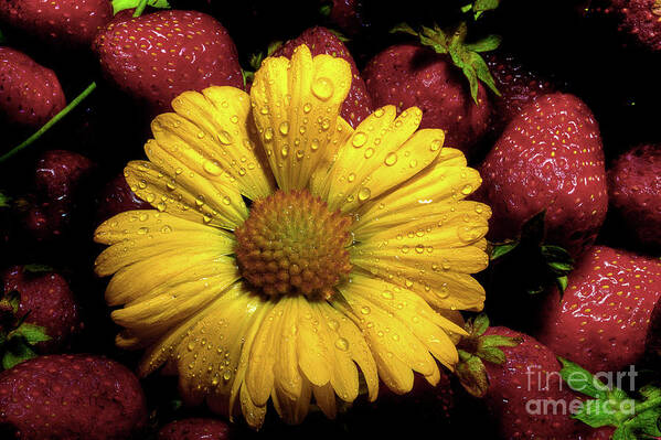 Daisy Art Print featuring the photograph A Little Sunshine In The Morning by Michael Eingle