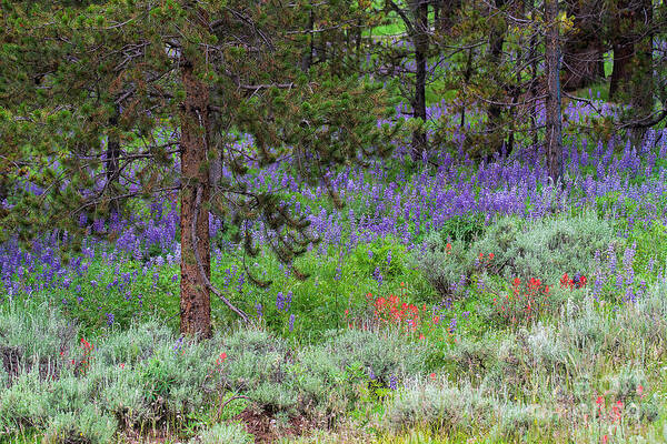 Lupine Art Print featuring the photograph A Lupine Carpet by Jim Garrison
