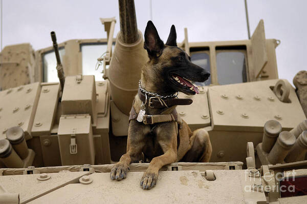 Color Image Art Print featuring the photograph A Military Working Dog Sits On A U.s by Stocktrek Images