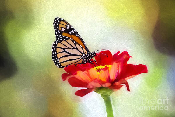 Nature Art Print featuring the photograph A Monarch Moment by Sharon McConnell