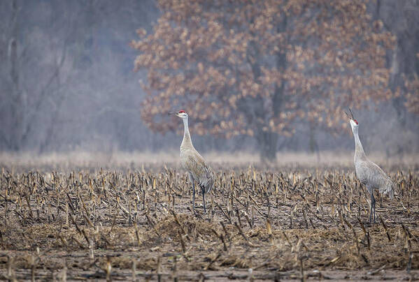 Courting Sandhill Cranes Art Print featuring the photograph A Pair Of Sandhill Cranes 2014-3 by Thomas Young