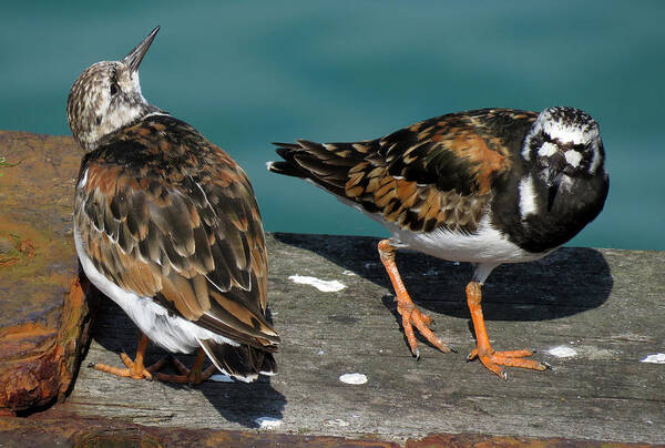 Turnstone Art Print featuring the photograph A Pair of Turnstones by John Topman