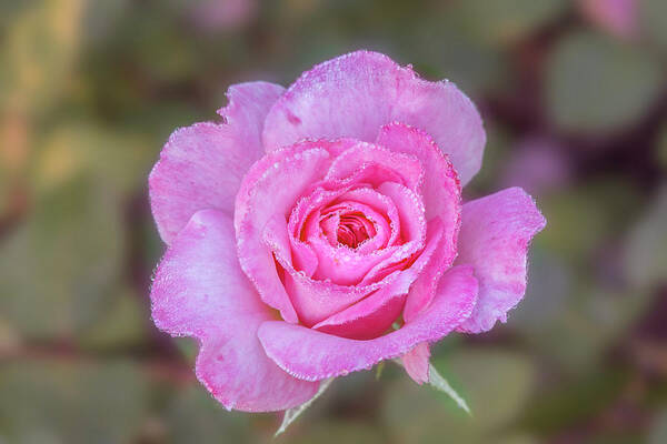 Rose Art Print featuring the photograph A pink rose kissed by morning dew. by Usha Peddamatham