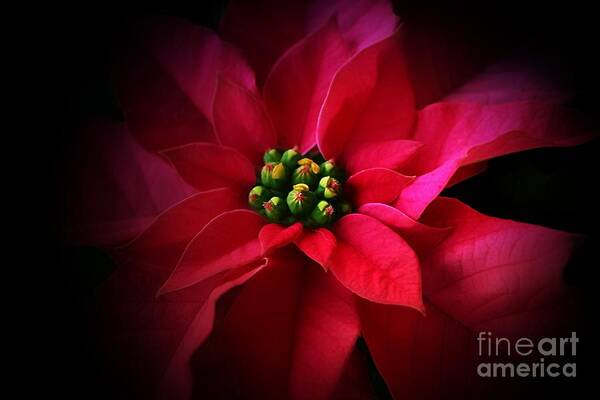 Pink Poinsettia Art Print featuring the photograph A Poinsettia Portrait by Clare Bevan