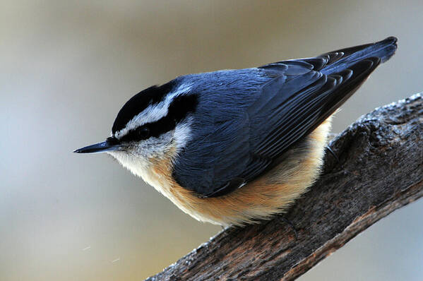 Red-breasted Nuthatch Art Print featuring the photograph A Red-breasted Nuthatch by Mike Martin