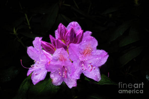 Rhododendron Bush Art Print featuring the photograph A Rhododendron flower by Dan Friend