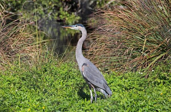 Heron Art Print featuring the photograph A Small Gamble by Michiale Schneider