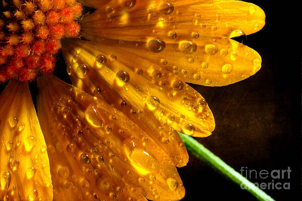 Yellow Daisy Art Print featuring the photograph A Touch Of Daisy by Michael Eingle