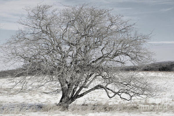 Tucker County Art Print featuring the photograph A Tree In Canaan by Randy Bodkins
