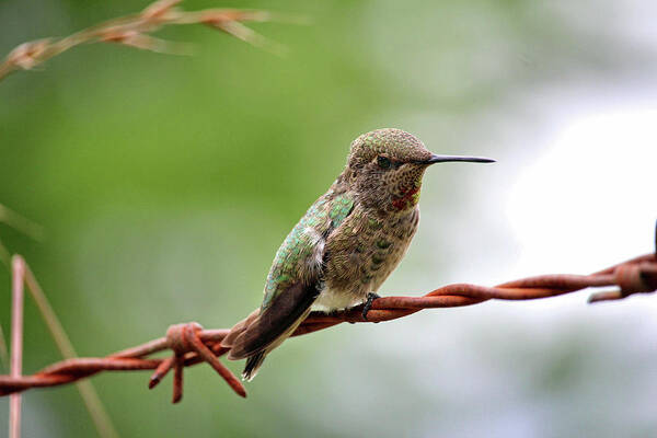 Hummingbird Art Print featuring the photograph A Welcome Home by Rory Siegel