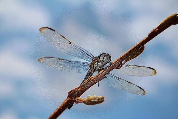 Dragonfly Art Print featuring the photograph Abstract Dragonfly by Cynthia Guinn