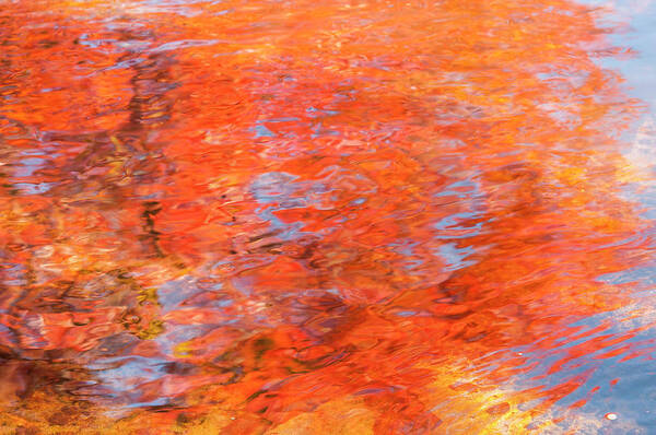Autumn Art Print featuring the photograph Colors reflecting in a pond becomes a wash of color. by Usha Peddamatham