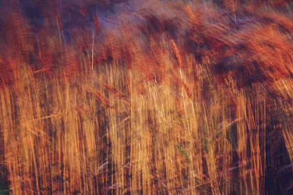 Abstract Art Print featuring the photograph Abstract Grasses in the Evening by Toni Hopper