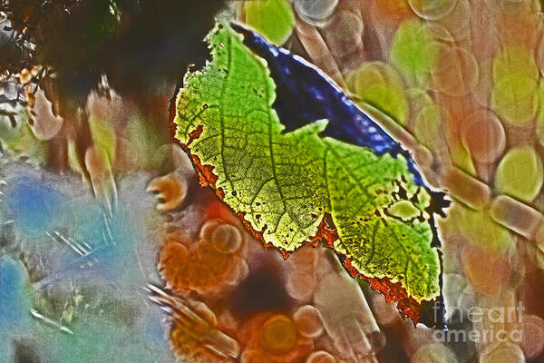 Leaf Art Print featuring the photograph Abstract Leaf by David Frederick