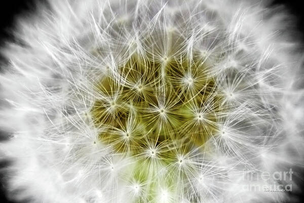 Abstract Art Print featuring the photograph Abstract Nature Dandelion Floral Maro White and Yellow A1 by Ricardos Creations