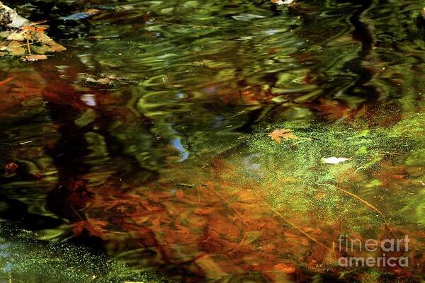 Leaf Art Print featuring the photograph Abstract of St Croix River 04 by Jimmy Ostgard