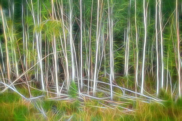 Trees Art Print featuring the digital art Abstract Silver Birches One by Mo Barton