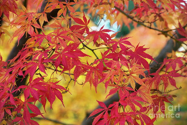 Acer Palmatum Elegans Art Print featuring the photograph Autumn Fire by Tim Gainey