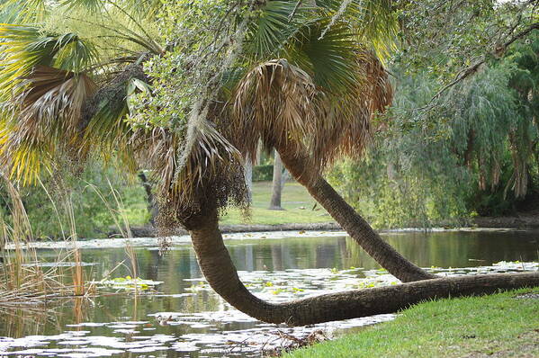 Sabal Palm Tree Art Print featuring the photograph Adapt by Lynda Dawson-Youngclaus