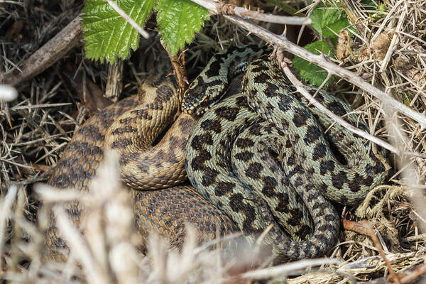 Reptiles Art Print featuring the photograph Adder Pair by Wendy Cooper