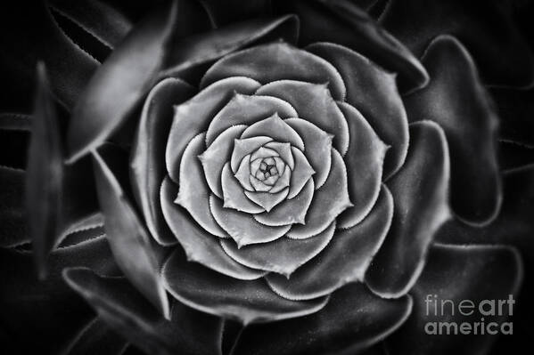 Aeonium Arboreum Art Print featuring the photograph Aeonium Arboreum by Tim Gainey