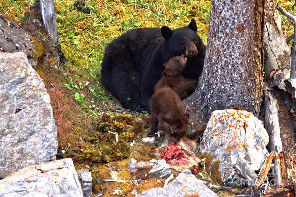 Black Bears Art Print featuring the photograph Affection At Dinner by Adam Jewell