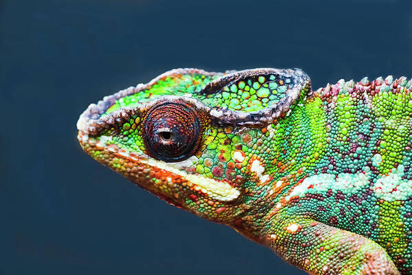African Chameleon Art Print featuring the photograph African Chameleon by Richard Goldman