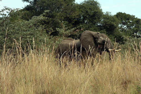 Karen Zuk Rosenblatt Art And Photography Art Print featuring the photograph African Elephant in Tall Grass by Karen Zuk Rosenblatt