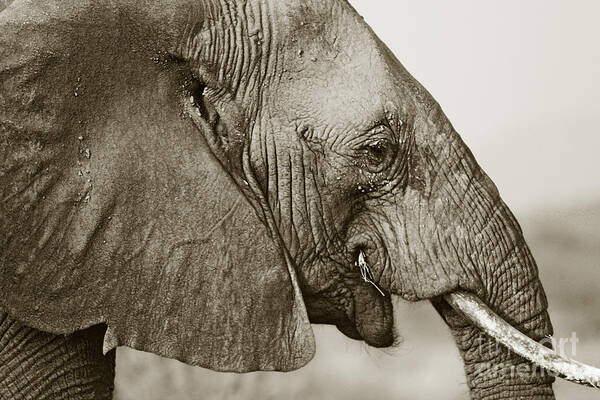 African Elephant Art Print featuring the photograph African Elephant profile duotoned by Liz Leyden