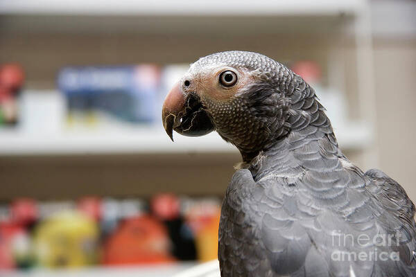 African Grey Art Print featuring the photograph African Grey Close Up by Jill Lang