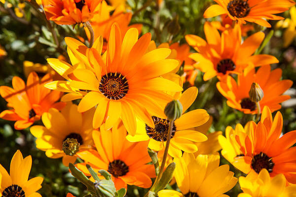 African Daisies Art Print featuring the photograph African orange and yellow daisies by Dina Calvarese