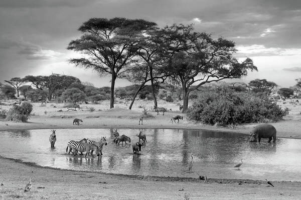 African Landscape Art Print featuring the photograph African Wildlife at the Waterhole in Black and White by Gill Billington